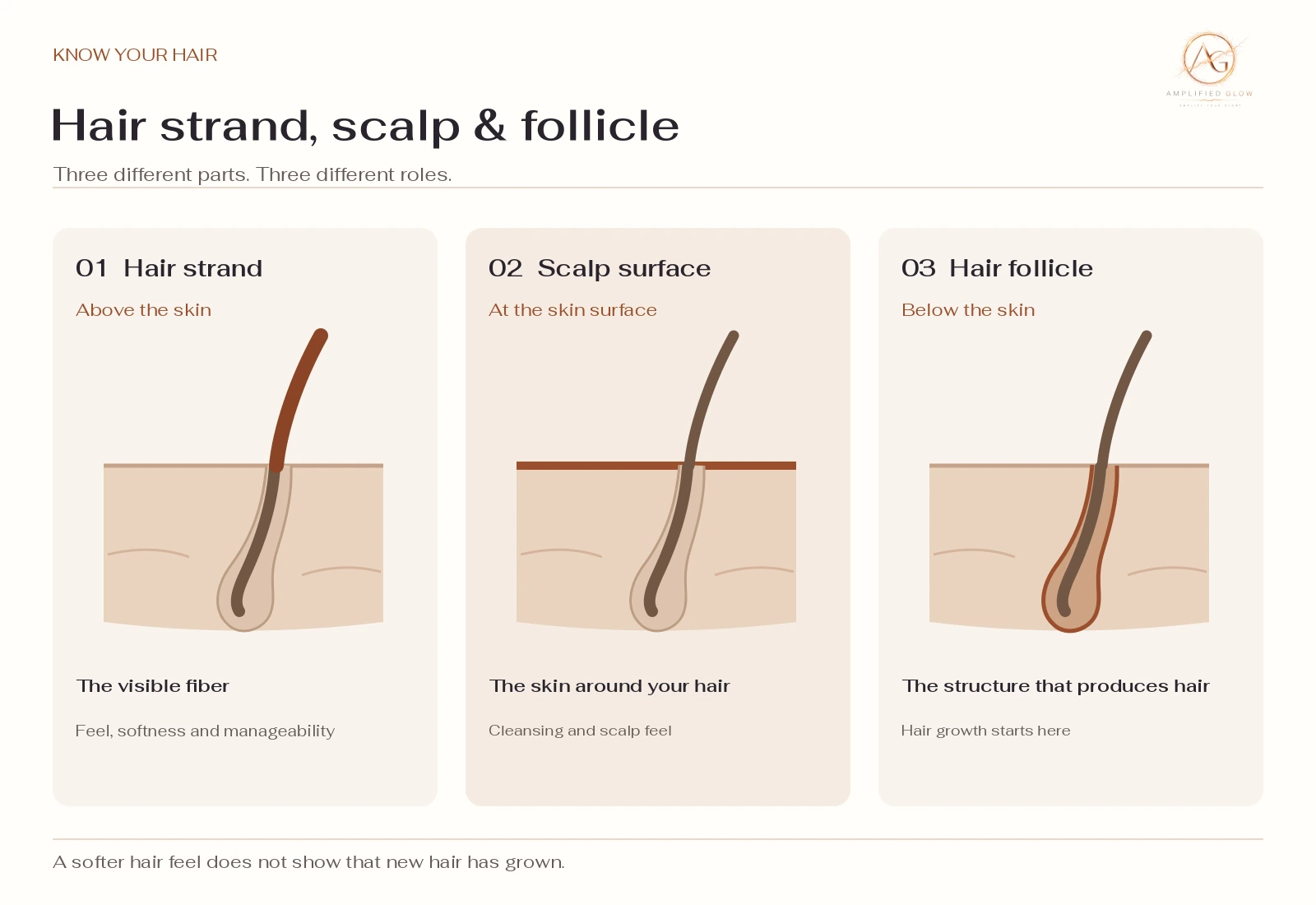 Diagram distinguishing the hair strand, scalp surface and hair follicle.